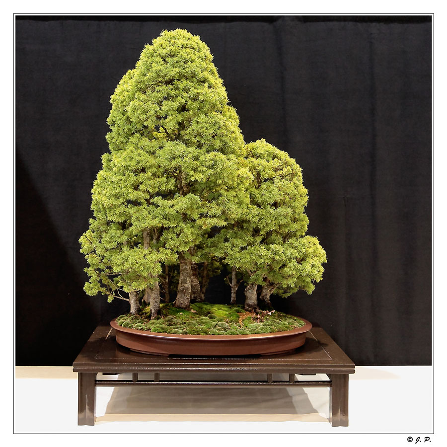 Atelier création de bonsaïs JapanTouch 2015