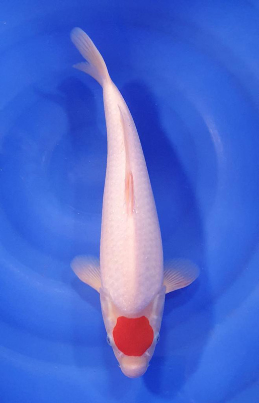 CARPES KOI