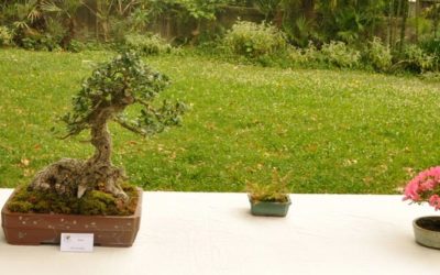 BONSAI